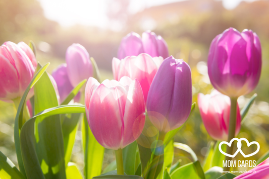 Bright Spring tulips with sunlight shining through the petals. Shades of pink, purple and green.